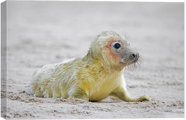 Baby Grey Seal Canvas Print by Arterra 