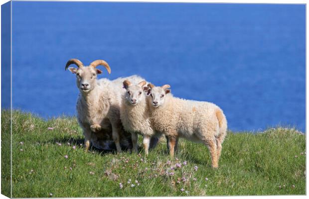 Icelandic Sheep Canvas Print by Arterra 