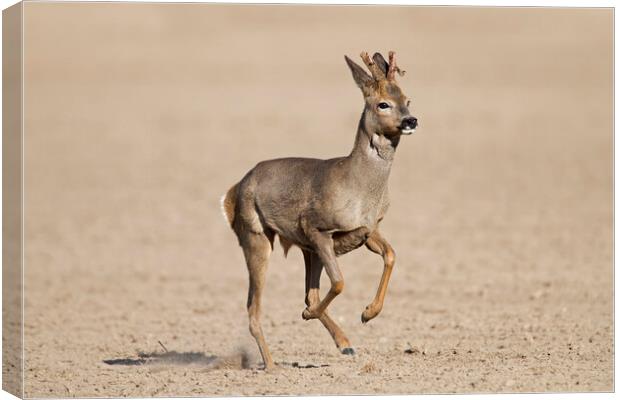 Running Roe Deer Canvas Print by Arterra 