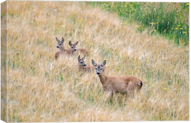 Roe Deer with Fawns Canvas Print by Arterra 