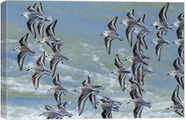 Flock of Sanderlings in Flight Canvas Print by Arterra 