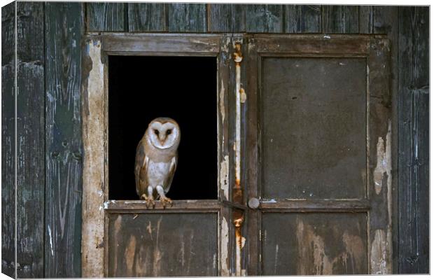 Barn Owl in Shed Canvas Print by Arterra 