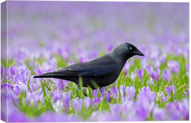 Jackdaw and Crocuses Canvas Print by Arterra 