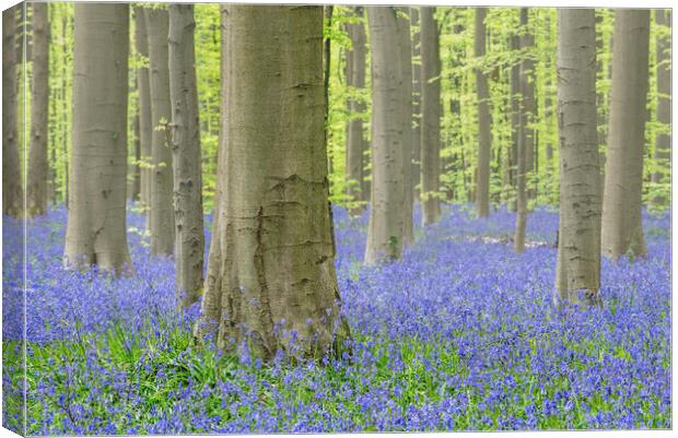 Bluebells in Beech Forest Canvas Print by Arterra 