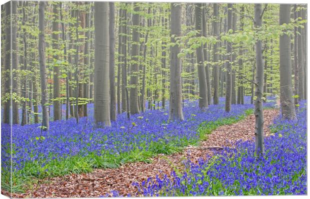 Forest Path in Bluebell Woodland Canvas Print by Arterra 