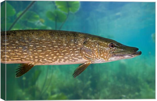 Northern Pike Canvas Print by Arterra 