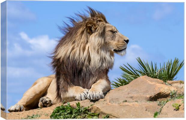 Lion on a Windy Day Canvas Print by Arterra 
