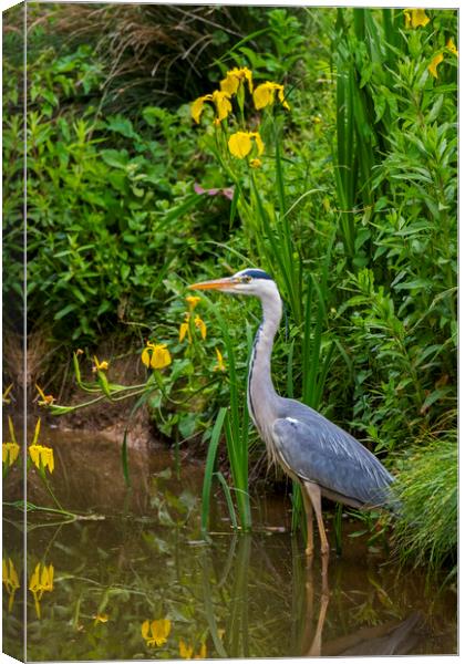 Grey Heron in Marsh Canvas Print by Arterra 