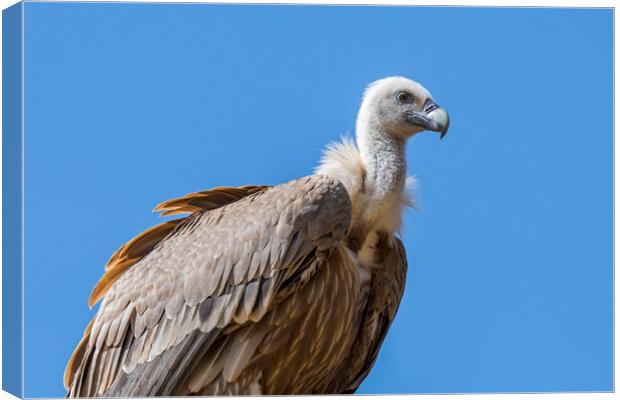 Griffon Vulture Canvas Print by Arterra 