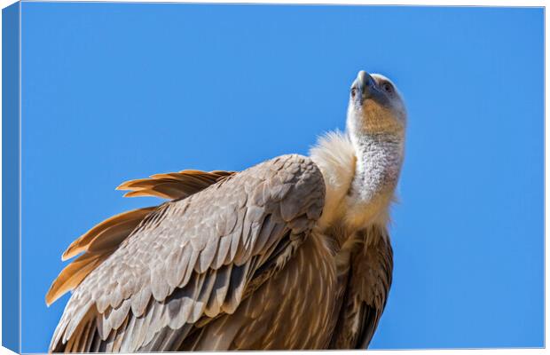 Eurasian griffon vulture Canvas Print by Arterra 