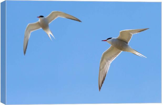 Two Common Terns Flying Canvas Print by Arterra 