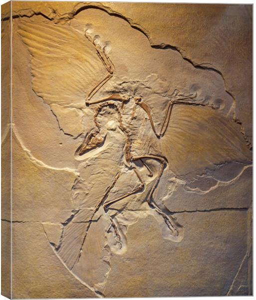 Berlin Archaeopteryx Fossil Canvas Print by Arterra 