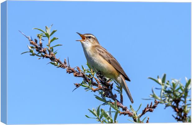 Sedge Warbler Canvas Print by Arterra 