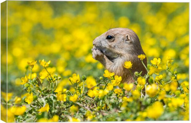 Young Black-Tailed Prairie Dog Canvas Print by Arterra 