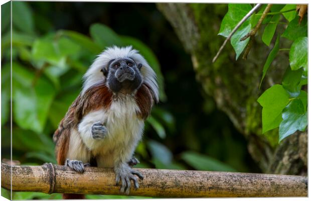 Cotton-Top Tamarin Canvas Print by Arterra 