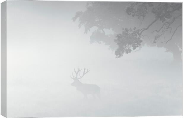Red Deer Stag in the Mist Canvas Print by Arterra 
