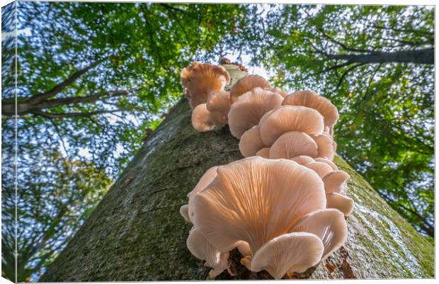 Oyster Mushrooms on Tree Trunk in Autumn Wood Canvas Print by Arterra 