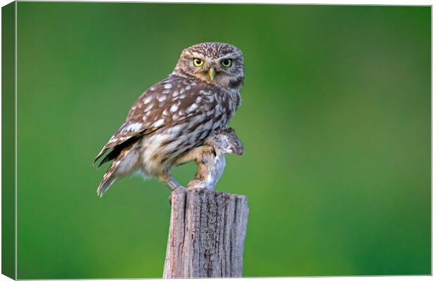 Little Owl with Mouse Canvas Print by Arterra 