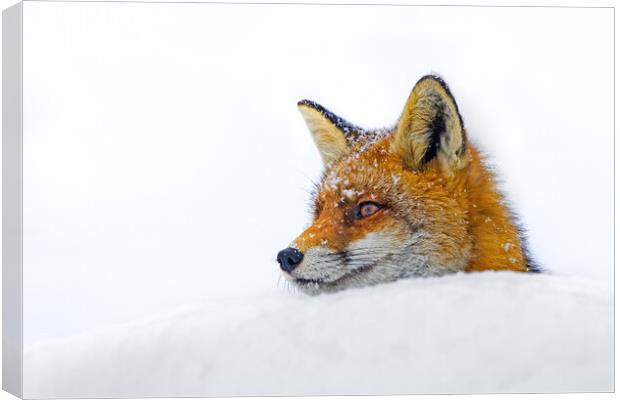 Red Fox Close Up in the Snow Canvas Print by Arterra 