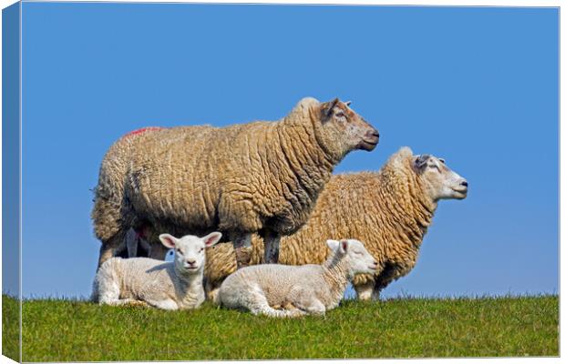White Sheep with Twin Lambs Canvas Print by Arterra 