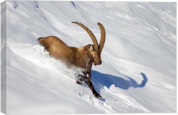 Alpine Ibex in Winter Canvas Print by Arterra 