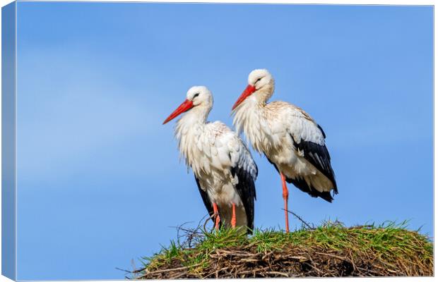 White Stork Pair on Nest Canvas Print by Arterra 