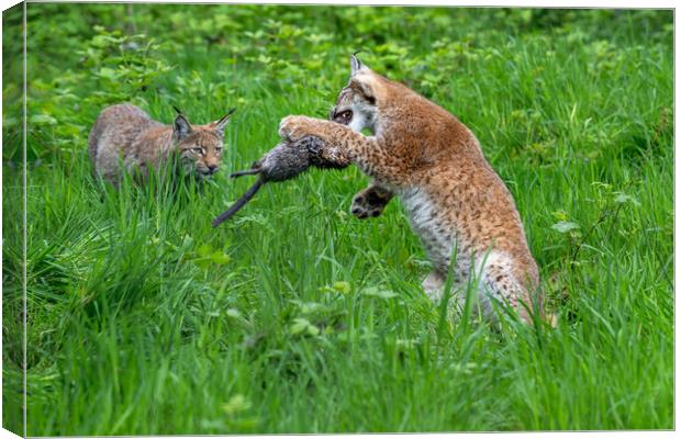 Lynxes Playing with Prey Canvas Print by Arterra 