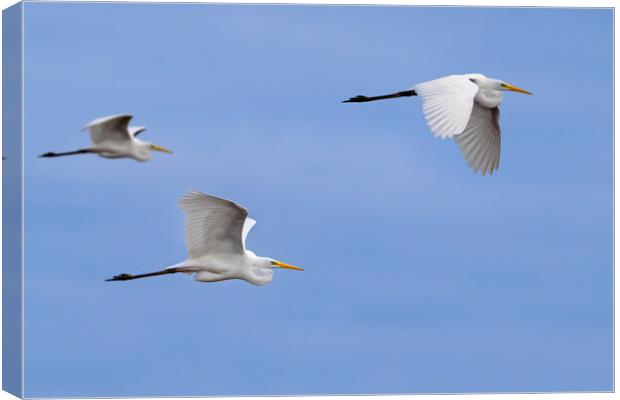 Great White Egrets in Flight Canvas Print by Arterra 
