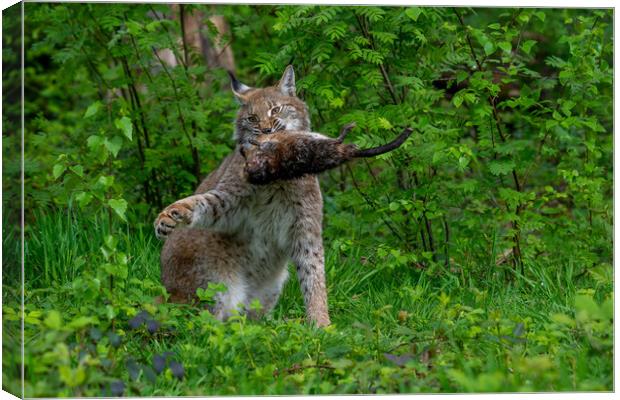 Lynx with Prey in Forest Canvas Print by Arterra 
