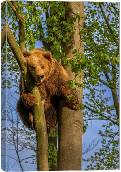 Brown Bear Stuck in Tree Canvas Print by Arterra 