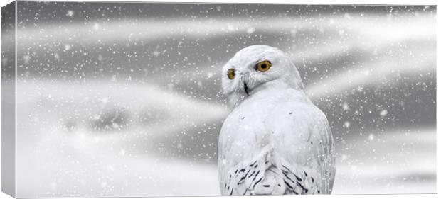 Snowy Owl in Winter Canvas Print by Arterra 