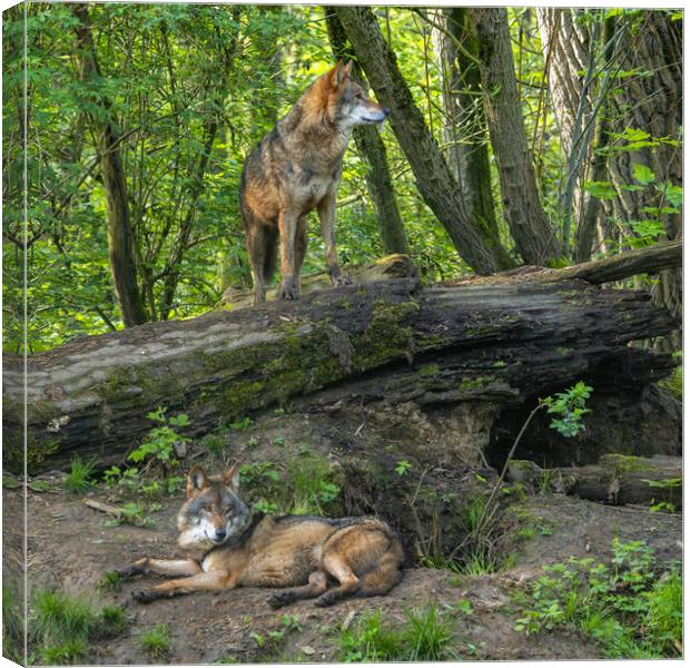 Two Wolves at Den Canvas Print by Arterra 