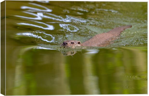 Swimming River Otter Canvas Print by Arterra 