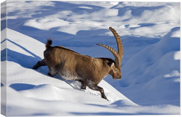 Alpine Ibex in the Snow Canvas Print by Arterra 