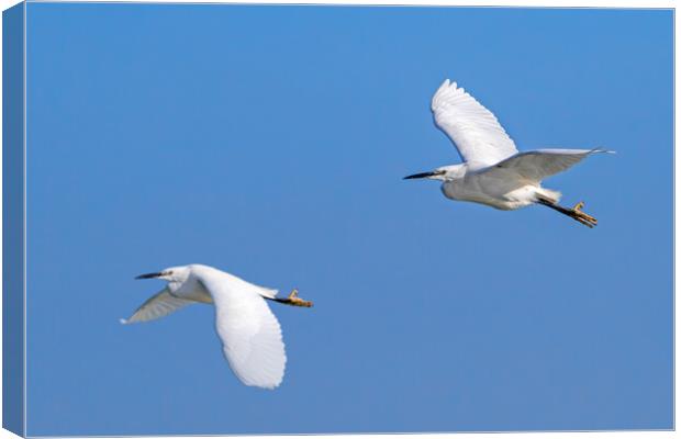 Two Little Egrets in Flight Canvas Print by Arterra 