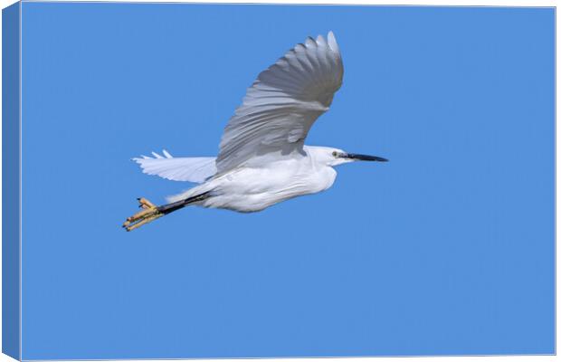 Flying Little Egret Canvas Print by Arterra 