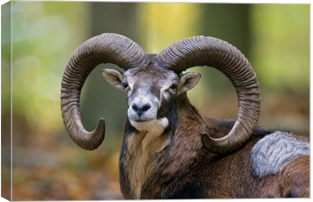 European Mouflon Ram Canvas Print by Arterra 