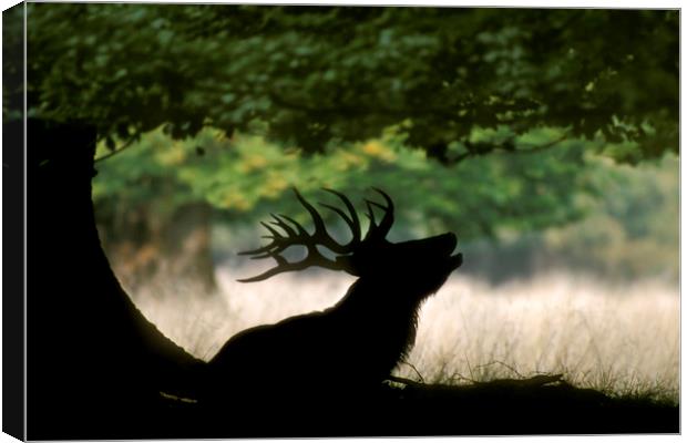 Red Deer Stag bellowing under Tree Canvas Print by Arterra 