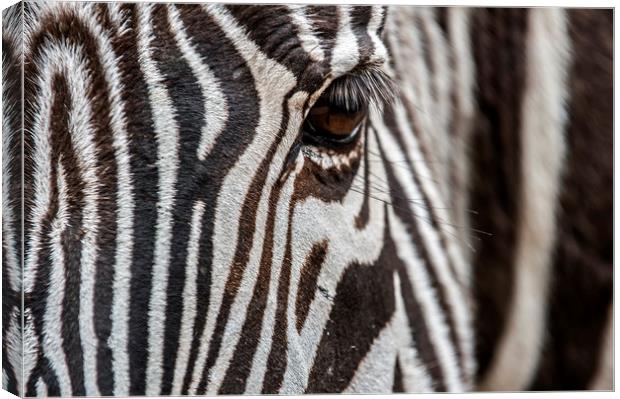Zebra Stripes Canvas Print by Arterra 