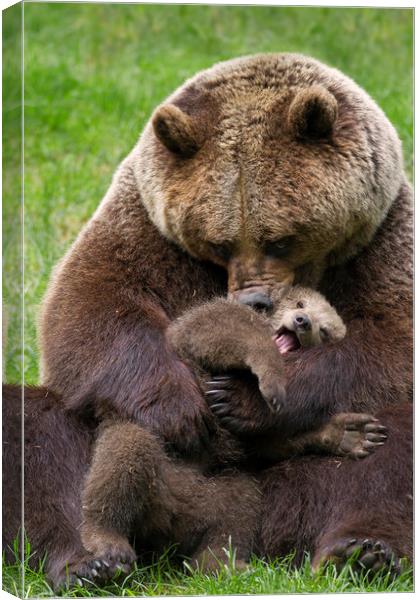 Brown Bear Mother cuddling Cub Canvas Print by Arterra 