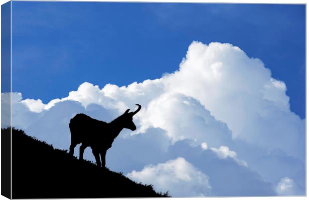 Chamois and Thunderstorm Clouds Canvas Print by Arterra 