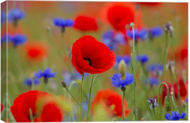 Poppies and Cornflowers in Meadow Canvas Print by Arterra 