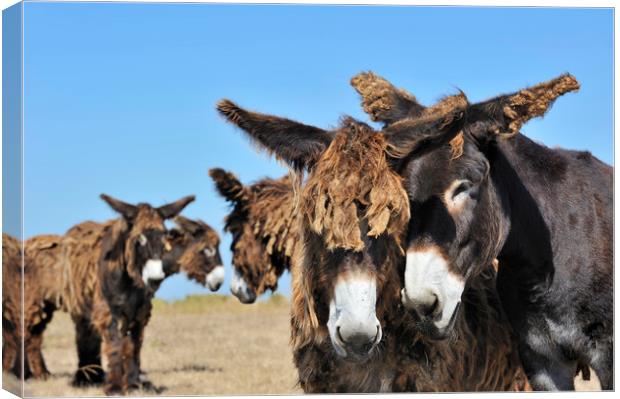 Poitou Donkeys in Field Canvas Print by Arterra 