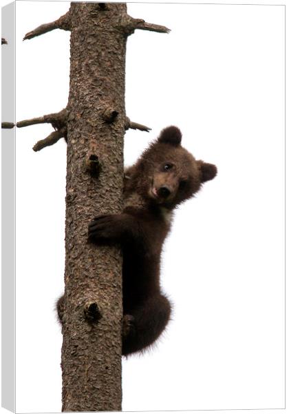 Brown Bear Cub in Tree Canvas Print by Arterra 