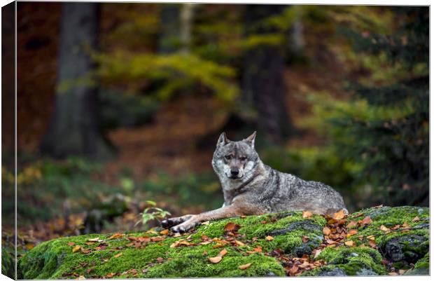 Wolf in Forest Canvas Print by Arterra 