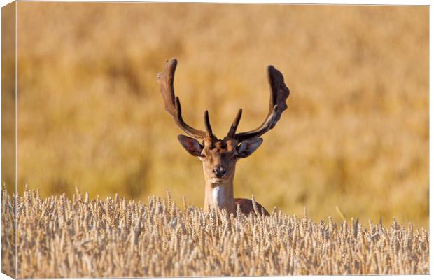Fallow deer in Wheat Field Canvas Print by Arterra 