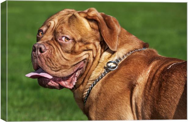 Dogue de Bordeaux Dog Canvas Print by Arterra 