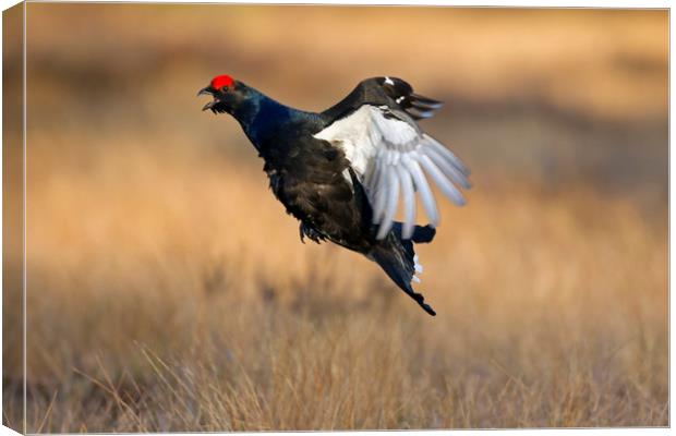 Black Grouse Canvas Print by Arterra 