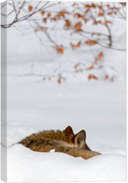 Sleeping Wolf in Winter Canvas Print by Arterra 