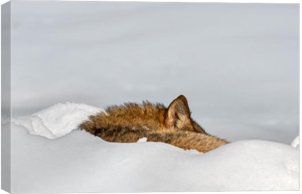 Sleeping Wolf in the Snow Canvas Print by Arterra 